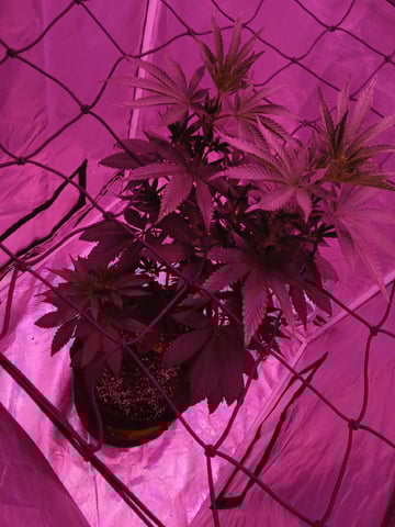 CountryG  — flower, day 89