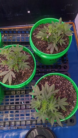 Third Grow — vegetative, day 44