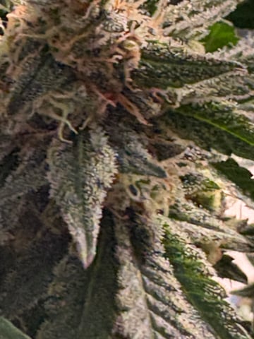 Black Hulk 3 gallon bag  — flower, day 50