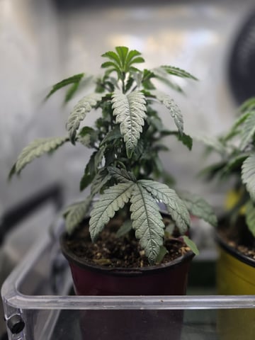 Granny Candy and PLCG — vegetative, day 38