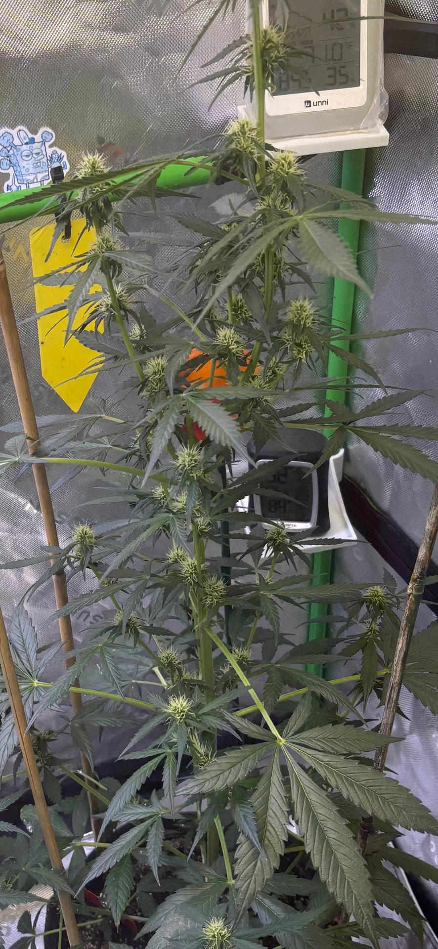 northern Lights “AUTO’S”