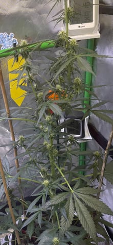 northern Lights “AUTO’S” — flower, day 1