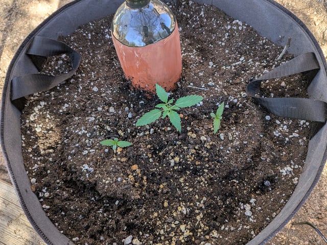 October Start — seedling_rooting, day 21