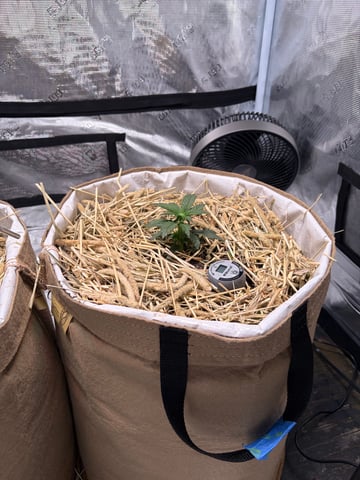 510 First Run! — flower, day 32