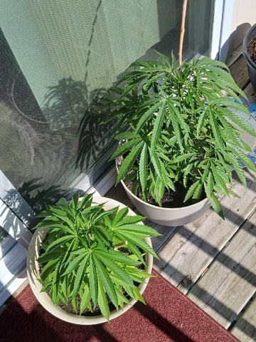 Vegetative  — vegetative, day 61