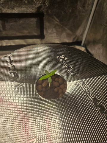 RQS Cookies Gelato — seedling_rooting, day 8