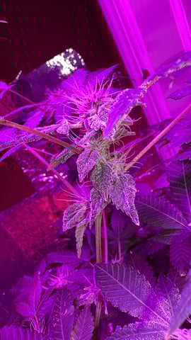 OG Kush — flower, day 98