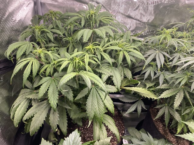 Auto Run #1 2025-2026 — flower, day 53