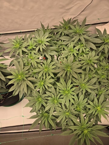 Zoap & Mimosa x OrangePunch — vegetative, day 71