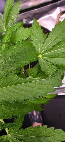 Let's just leave these right here! — vegetative, day 44