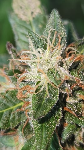 Royal Highness — flower, day 143