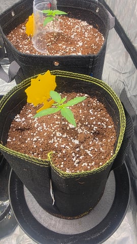 Grow #2 Thank You to All that helped guide me, offered advice, gave insight, or complimented progress. Now to apply some of what I learned the first go-round.  — vegetative, day 13