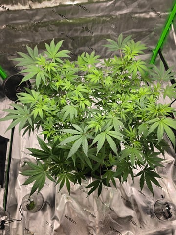 First grow — flower, day 60