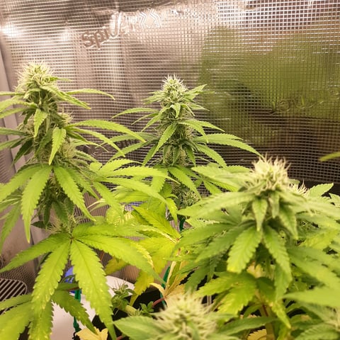 Mystery Seeds — flower, day 25