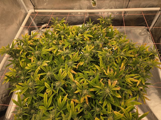 Platnium Jelly — flower, day 92