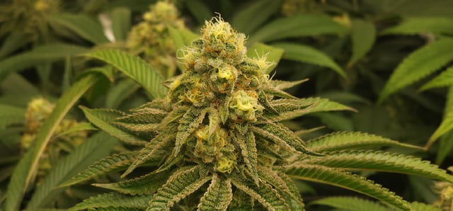 Punch Mints — flower, day 45