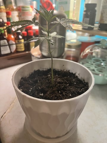 Banjo Clones — vegetative, day 45