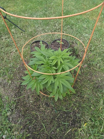 Motorbreath 15 — vegetative, day 1