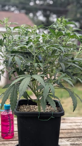 Lemon Cherry Gelato Auto — flower, day 41