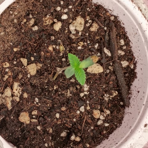 TentPlantLightFan — seedling_rooting, day 7
