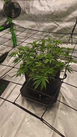 first grow — vegetative, day 51