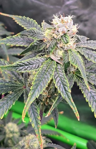 Funk Mountain 2 — flower, day 49