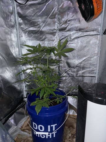 Gorilla glue — vegetative, day 35