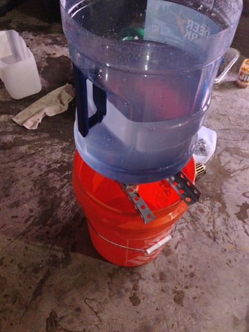 Maui wowie  — seedling_rooting, day 18