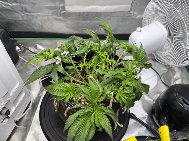 Late Season Start  — vegetative, day 42