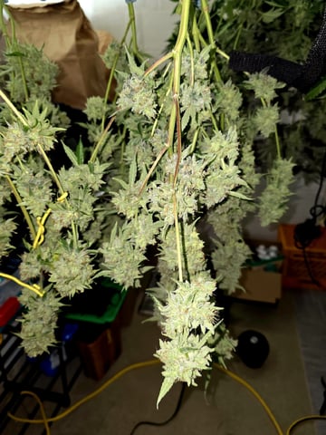 Hydroponic Photos — harvest, day 84