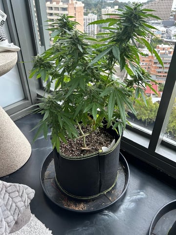 Royal Highness — flower, day 127