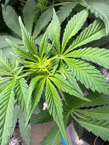 White Russian — flower, day 55