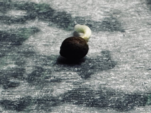 Frugal Farmer #1 — germination, day 1