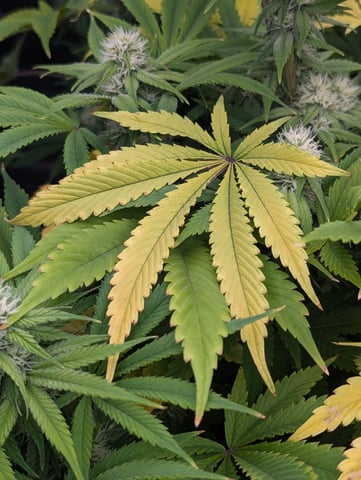 Acapulco Gold  — flower, day 83