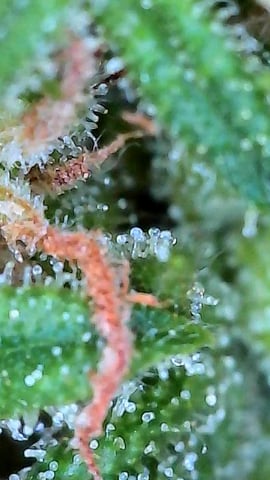 First ever grow — flower, day 73