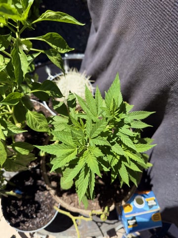Sour Glue — flower, day 23
