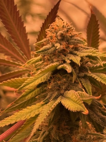 Start over! — flower, day 97