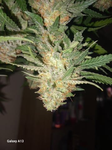 10x Critical Feminisiert from Ganjafarmerseeds  — flower, day 114