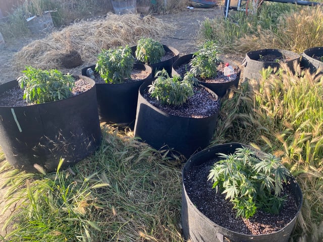 Solfire Gardens Grow — vegetative, day 74