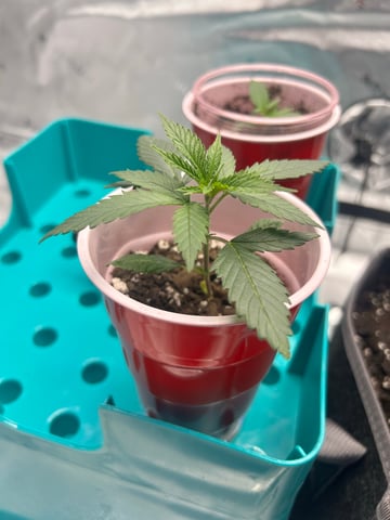 First Ever Grow GT — seedling_rooting, day 22
