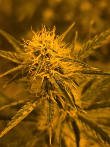 3rd Auto Grow — flower, day 68