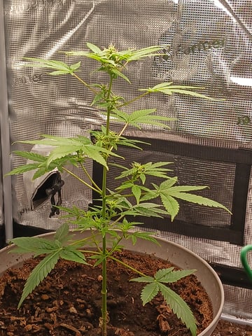black gorilla feminized — done, day 27