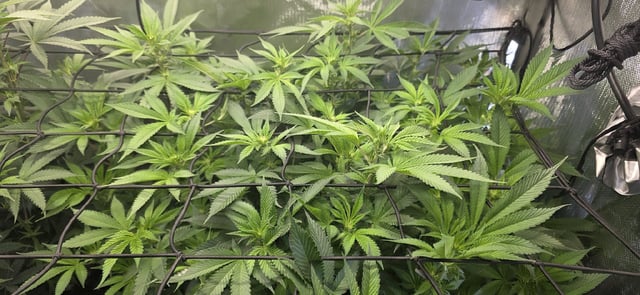 Ace Killer OG — flower, day 45