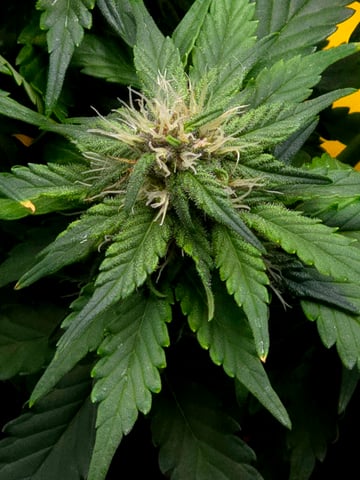 Fast Buds - Purp Lemonade — flower, day 42