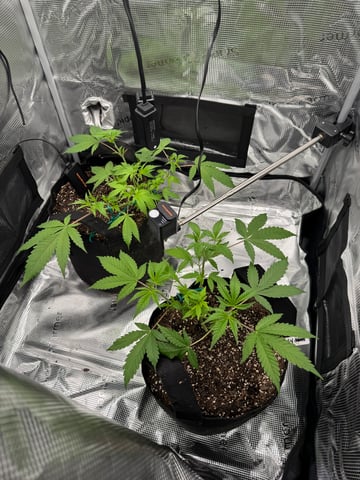  Trying to go big — vegetative, day 59