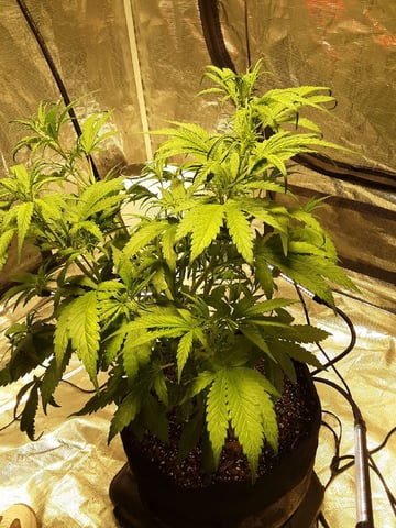 Gorilla Cookies Auto — vegetative, day 44