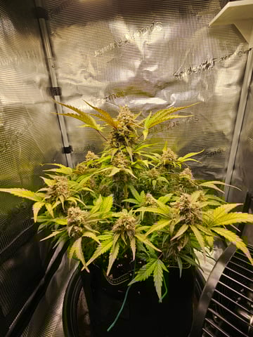 Mimosa Bruce Banner XL — flower, day 75