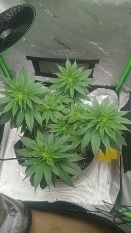 Critical Purple Kush — vegetative, day 74