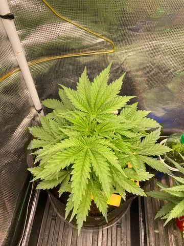 blackberry marshmallows  — vegetative, day 26