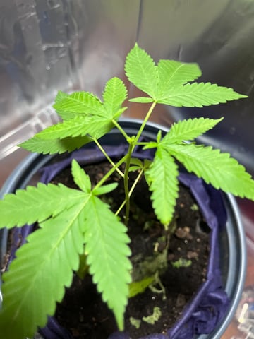 My Devine Conscious  — vegetative, day 46